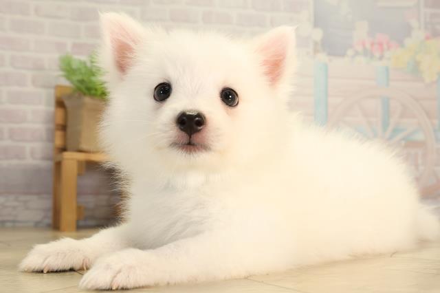 愛知県の日本スピッツ (Coo&RIKU岡崎店/2026年6月12日生まれ/男の子/ホワイト)の子犬の3枚目の画像