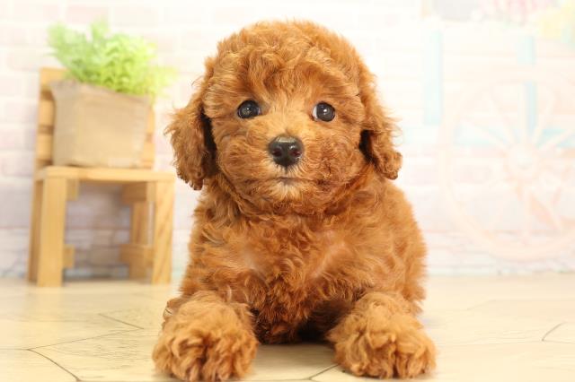 愛知県のトイプードル(トイ) (Coo&RIKU豊橋店/2026年6月14日生まれ/女の子/レッド)の子犬の1枚目の画像