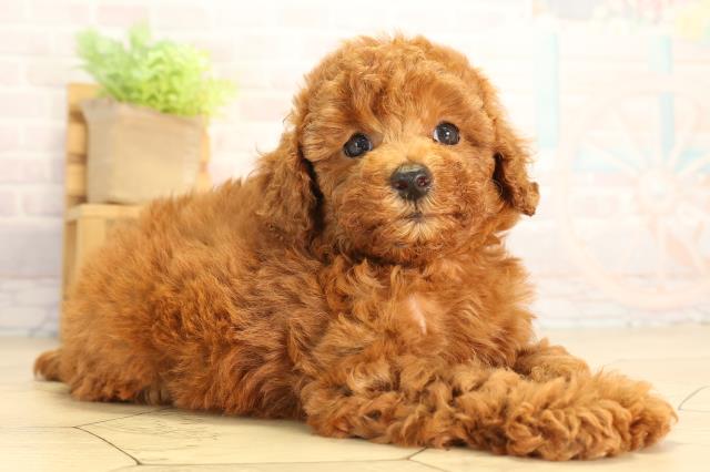 愛知県のトイプードル(トイ) (Coo&RIKU豊橋店/2026年6月14日生まれ/女の子/レッド)の子犬の2枚目の画像