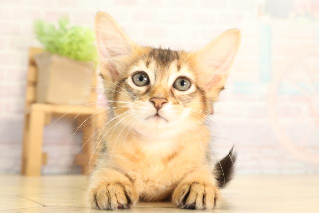 ソマリ