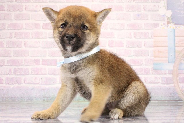 兵庫県の豆柴 (Coo&RIKU神戸東灘店/2026年6月14日生まれ/男の子/赤)の子犬の3枚目の画像