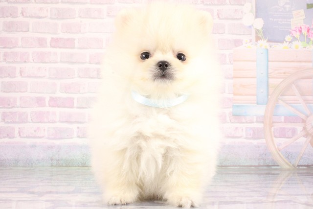 滋賀県のポメラニアン (Coo&RIKU滋賀草津店/2026年6月11日生まれ/男の子/ホワイト)の子犬の1枚目の画像