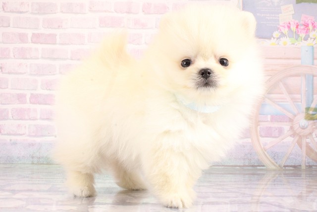 滋賀県のポメラニアン (Coo&RIKU滋賀草津店/2026年6月11日生まれ/男の子/ホワイト)の子犬の2枚目の画像