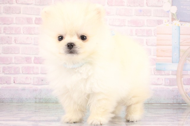滋賀県のポメラニアン (Coo&RIKU滋賀草津店/2026年6月11日生まれ/男の子/ホワイト)の子犬の3枚目の画像