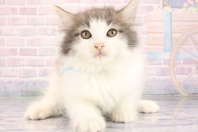 ノルウェージャン・フォレストキャット