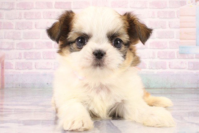 奈良県のハーフ犬・ミックス犬 (Coo&RIKU奈良富雄南店/2026年6月12日生まれ/女の子/ホワイトレッド)の子犬の1枚目の画像