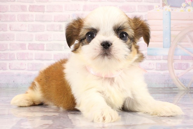 奈良県のハーフ犬・ミックス犬 (Coo&RIKU奈良富雄南店/2026年6月12日生まれ/女の子/ホワイトレッド)の子犬の2枚目の画像