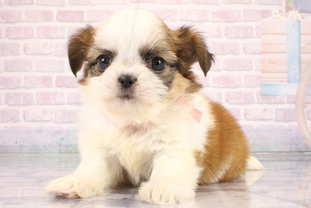 奈良県のハーフ犬・ミックス犬 (Coo&RIKU奈良富雄南店/2026年6月12日生まれ/女の子/ホワイトレッド)の子犬の3枚目の画像
