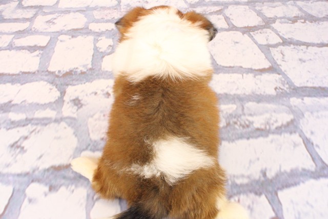 奈良県のハーフ犬・ミックス犬 (Coo&RIKU奈良富雄南店/2026年6月12日生まれ/女の子/ホワイトレッド)の子犬の4枚目の画像