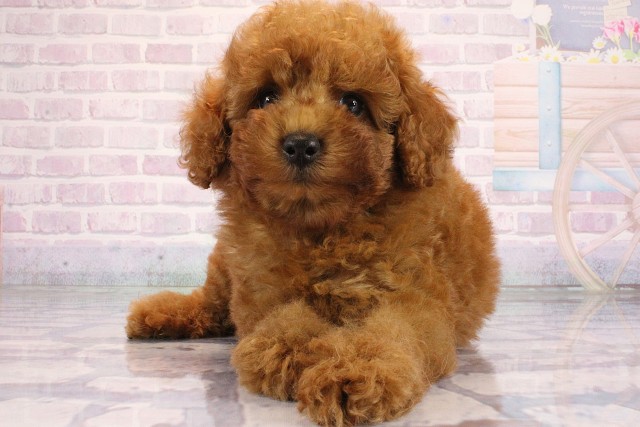 滋賀県のトイプードル(トイ) (Coo&RIKU長浜店/2026年6月3日生まれ/男の子/レッドフォーン)の子犬の1枚目の画像