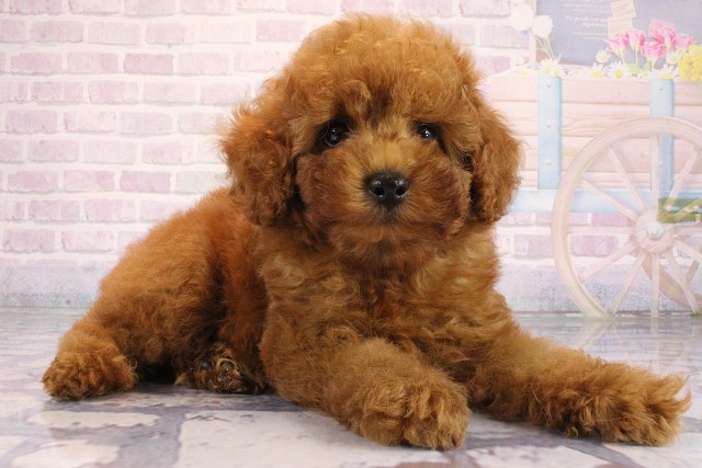滋賀県のトイプードル(トイ) (Coo&RIKU長浜店/2026年6月3日生まれ/男の子/レッドフォーン)の子犬の2枚目の画像