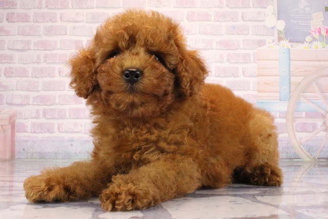滋賀県のトイプードル(トイ) (Coo&RIKU長浜店/2026年6月3日生まれ/男の子/レッドフォーン)の子犬の3枚目の画像