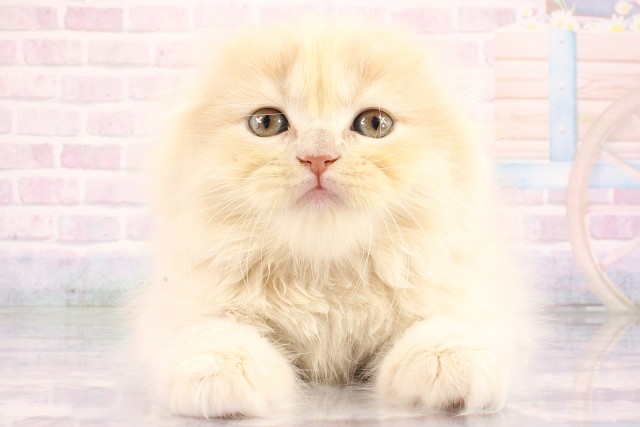 スコティッシュフォールド