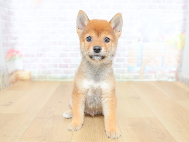 栃木県の柴犬(標準サイズ) (Coo&RIKU宇都宮店/2026年6月12日生まれ/男の子/赤)の子犬の1枚目の画像
