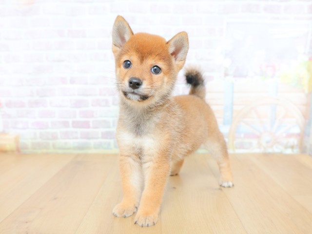 栃木県の柴犬(標準サイズ) (Coo&RIKU宇都宮店/2026年6月12日生まれ/男の子/赤)の子犬の2枚目の画像