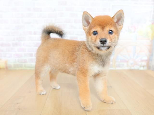 栃木県の柴犬(標準サイズ) (Coo&RIKU宇都宮店/2026年6月12日生まれ/男の子/赤)の子犬の3枚目の画像