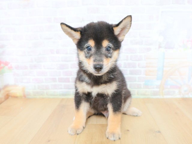 青森県の柴犬(標準サイズ) (Coo&RIKU弘前店/2026年6月12日生まれ/男の子/黒)の子犬の1枚目の画像