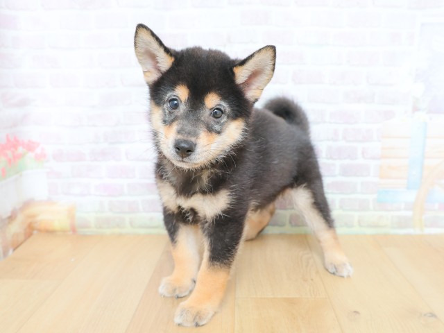 青森県の柴犬(標準サイズ) (Coo&RIKU弘前店/2026年6月12日生まれ/男の子/黒)の子犬の2枚目の画像