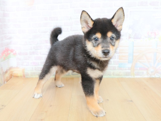 青森県の柴犬(標準サイズ) (Coo&RIKU弘前店/2026年6月12日生まれ/男の子/黒)の子犬の3枚目の画像