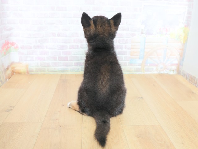 青森県の柴犬(標準サイズ) (Coo&RIKU弘前店/2026年6月12日生まれ/男の子/黒)の子犬の4枚目の画像