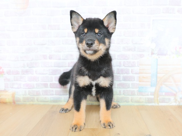 柴犬