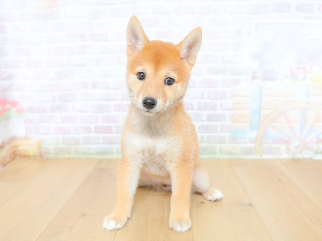 山梨県の柴犬(標準サイズ) (Coo&RIKU甲府昭和通り店/2026年6月12日生まれ/女の子/赤)の子犬の1枚目の画像