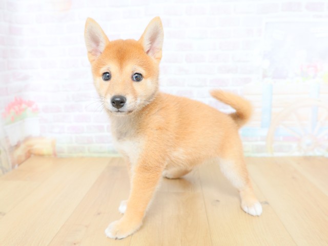 山梨県の柴犬(標準サイズ) (Coo&RIKU甲府昭和通り店/2026年6月12日生まれ/女の子/赤)の子犬の2枚目の画像