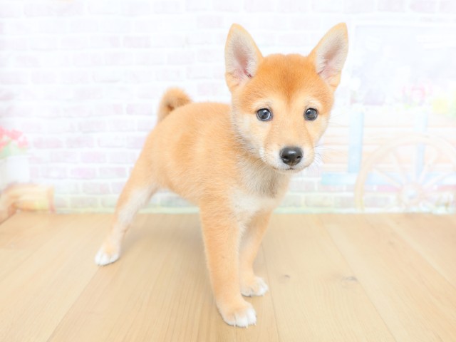 山梨県の柴犬(標準サイズ) (Coo&RIKU甲府昭和通り店/2026年6月12日生まれ/女の子/赤)の子犬の3枚目の画像