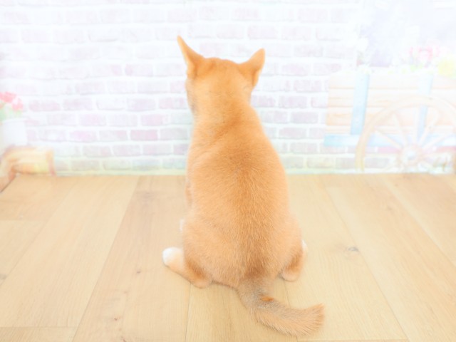 山梨県の柴犬(標準サイズ) (Coo&RIKU甲府昭和通り店/2026年6月12日生まれ/女の子/赤)の子犬の4枚目の画像