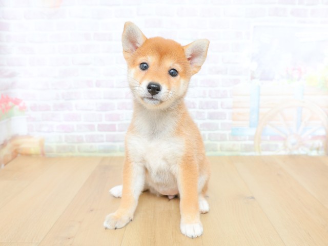 東京都の柴犬(標準サイズ) (Coo&RIKU府中店/2026年6月12日生まれ/女の子/赤)の子犬の1枚目の画像