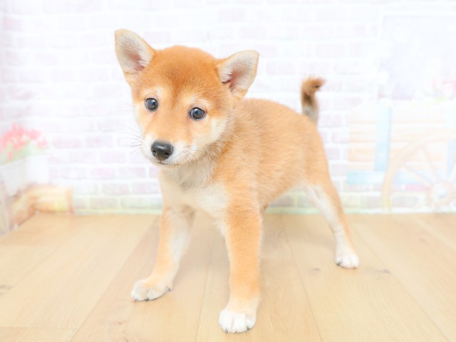 東京都の柴犬(標準サイズ) (Coo&RIKU府中店/2026年6月12日生まれ/女の子/赤)の子犬の2枚目の画像