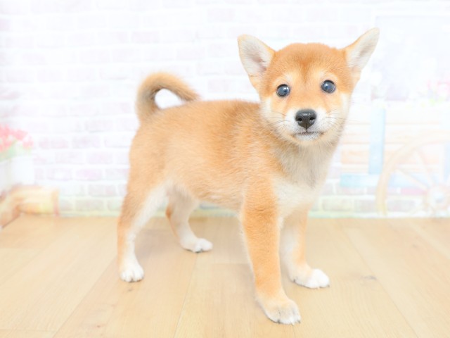 東京都の柴犬(標準サイズ) (Coo&RIKU府中店/2026年6月12日生まれ/女の子/赤)の子犬の3枚目の画像