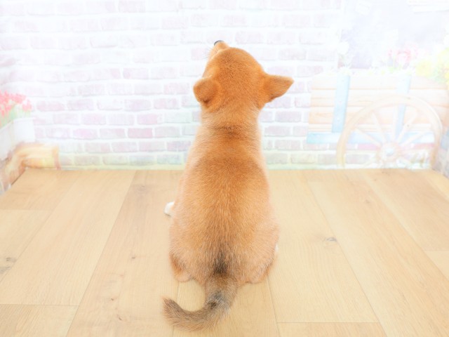 東京都の柴犬(標準サイズ) (Coo&RIKU府中店/2026年6月12日生まれ/女の子/赤)の子犬の4枚目の画像