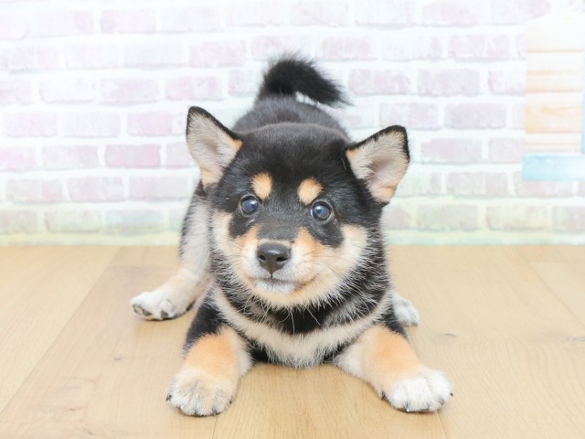 東京都の柴犬(標準サイズ) (Coo&RIKU八王子西店/2026年6月12日生まれ/女の子/黒)の子犬の1枚目の画像