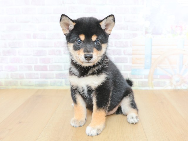 東京都の柴犬(標準サイズ) (Coo&RIKU八王子西店/2026年6月12日生まれ/女の子/黒)の子犬の2枚目の画像