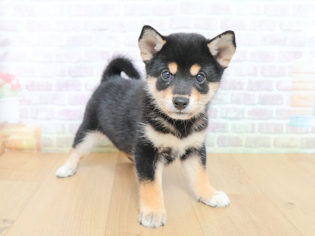 東京都の柴犬(標準サイズ) (Coo&RIKU八王子西店/2026年6月12日生まれ/女の子/黒)の子犬の3枚目の画像