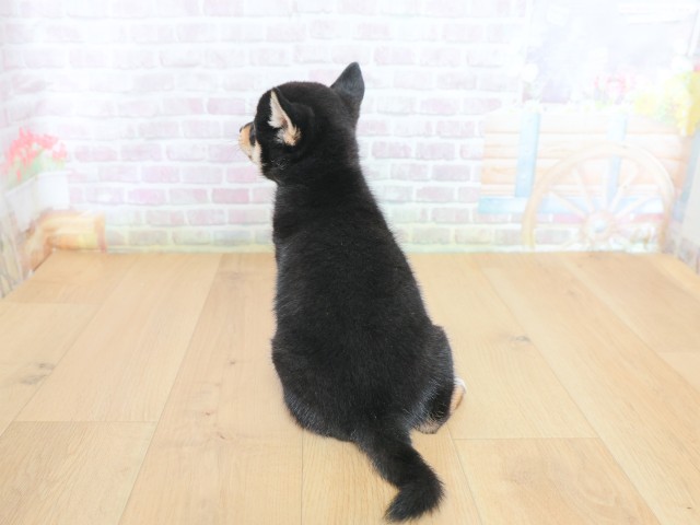 東京都の柴犬(標準サイズ) (Coo&RIKU八王子西店/2026年6月12日生まれ/女の子/黒)の子犬の4枚目の画像