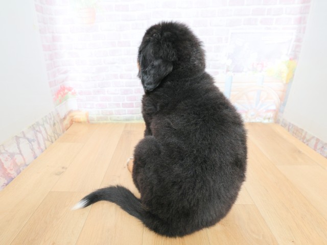 宮城県のバーニーズマウンテンドッグ (Coo&RIKU仙台太白店/2026年6月14日生まれ/女の子/ブラックラストホワイト)の子犬の4枚目の画像