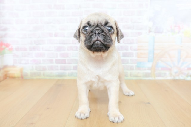 東京都のパグ (Coo&RIKU立川店/2026年6月14日生まれ/男の子/フォーン)の子犬の1枚目の画像