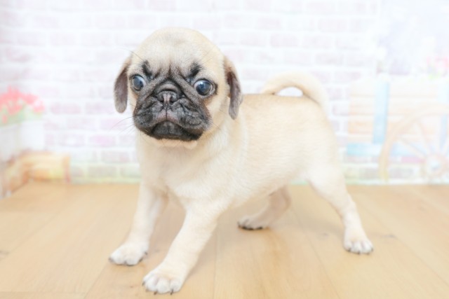 東京都のパグ (Coo&RIKU立川店/2026年6月14日生まれ/男の子/フォーン)の子犬の2枚目の画像