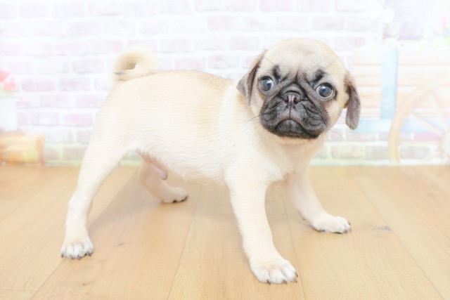 東京都のパグ (Coo&RIKU立川店/2026年6月14日生まれ/男の子/フォーン)の子犬の3枚目の画像