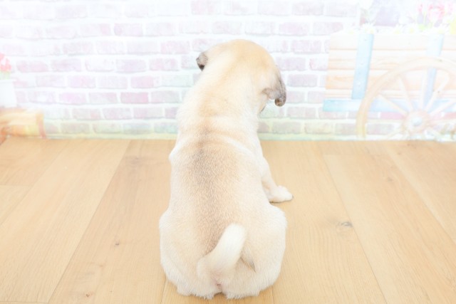 東京都のパグ (Coo&RIKU立川店/2026年6月14日生まれ/男の子/フォーン)の子犬の4枚目の画像