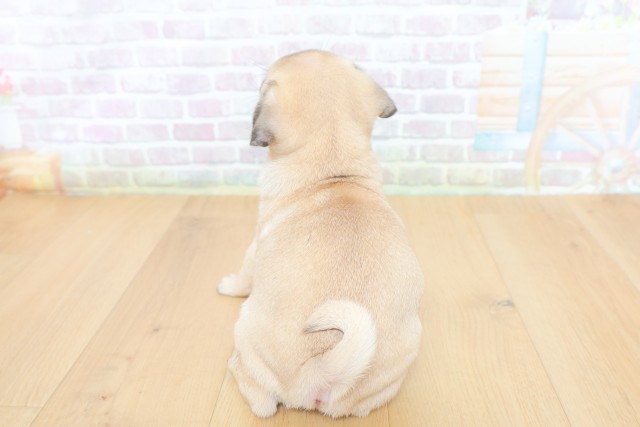 山梨県のパグ (Coo&RIKU甲府昭和通り店/2026年6月14日生まれ/女の子/フォーン)の子犬の4枚目の画像