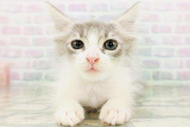 ノルウェージャン・フォレストキャット