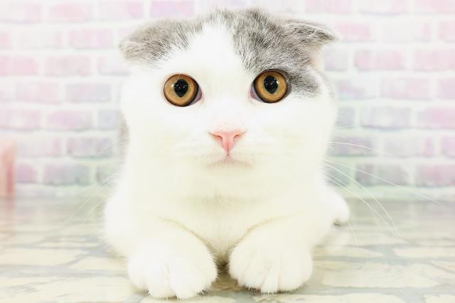 スコティッシュフォールド
