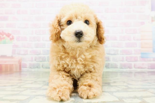 新潟県のトイプードル(トイ) (Coo&RIKU新潟西店/2026年6月13日生まれ/男の子/ペールフォーン)の子犬の1枚目の画像