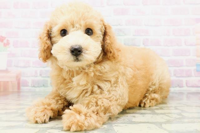 新潟県のトイプードル(トイ) (Coo&RIKU新潟西店/2026年6月13日生まれ/男の子/ペールフォーン)の子犬の2枚目の画像