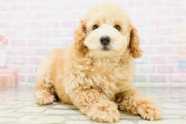 新潟県のトイプードル(トイ) (Coo&RIKU新潟西店/2026年6月13日生まれ/男の子/ペールフォーン)の子犬の3枚目の画像