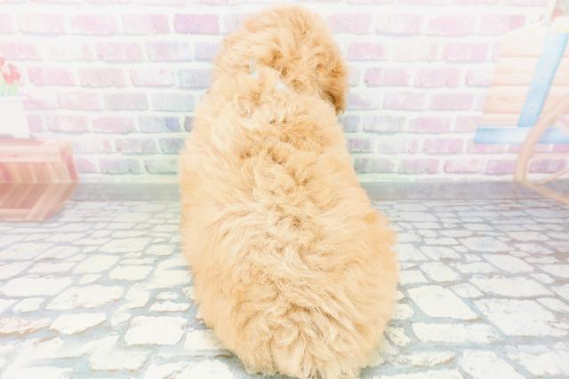新潟県のトイプードル(トイ) (Coo&RIKU新潟西店/2026年6月13日生まれ/男の子/ペールフォーン)の子犬の4枚目の画像
