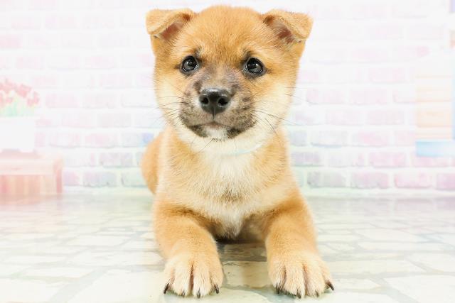 神奈川県の豆柴 (Coo&RIKU藤沢店/2026年6月14日生まれ/男の子/赤)の子犬の1枚目の画像
